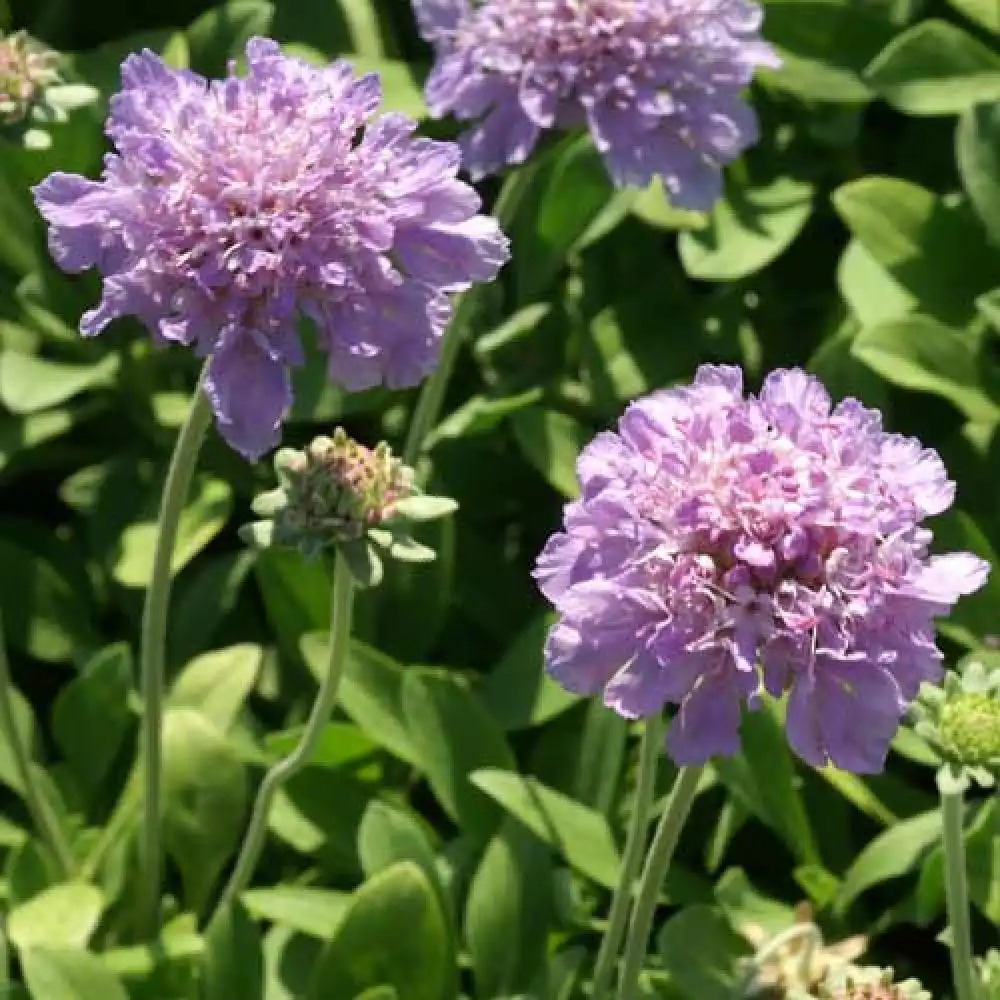 SCABIOSA cretica