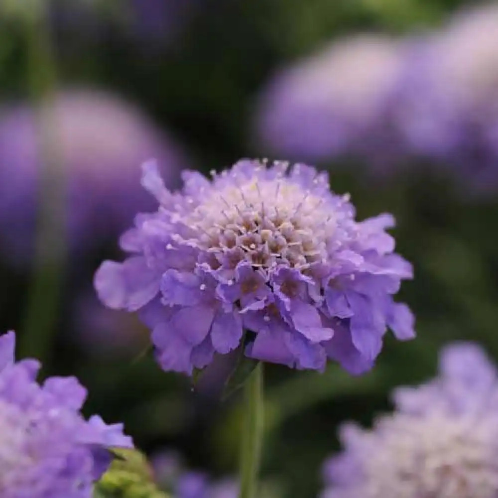 SCABIOSA japonica 'Blue Note'