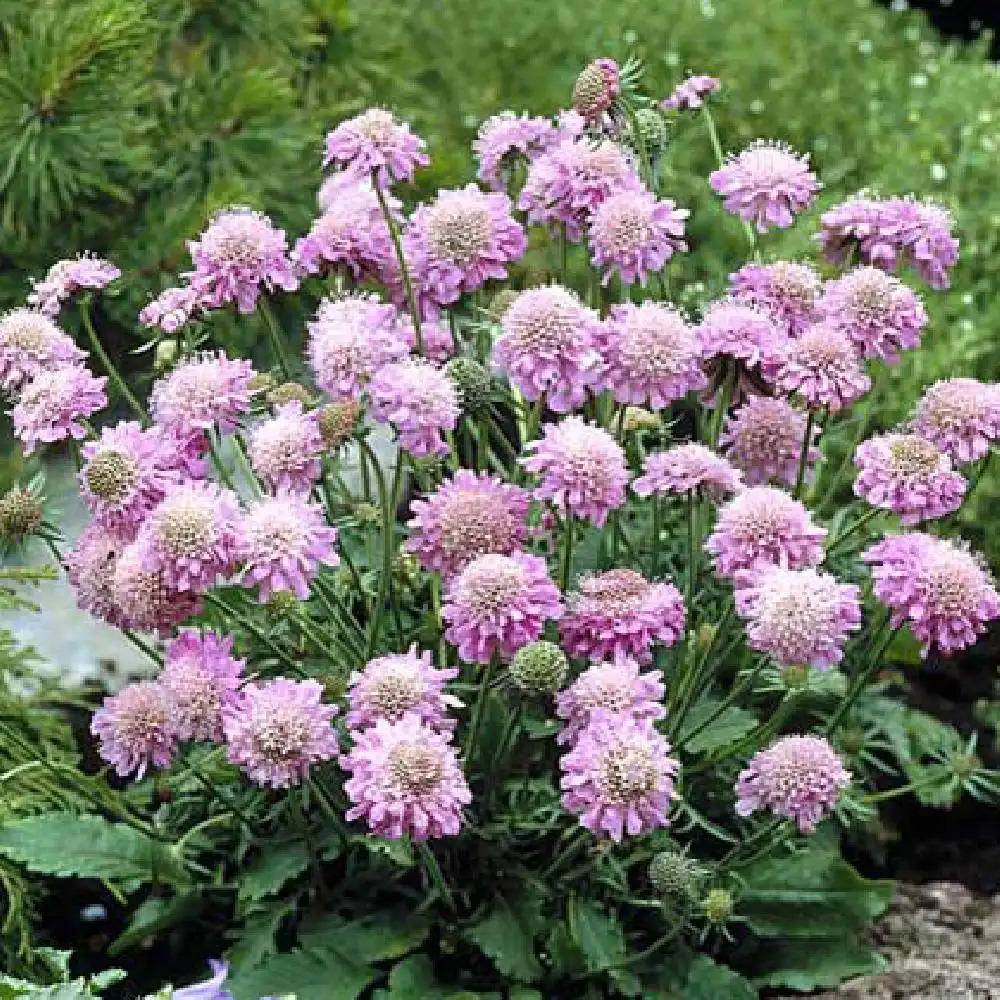 SCABIOSA japonica 'Pink Diamonds'