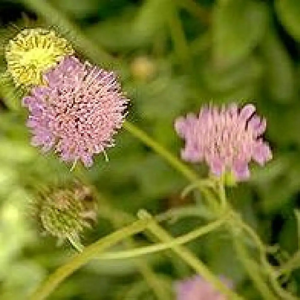 SCABIOSA lucida