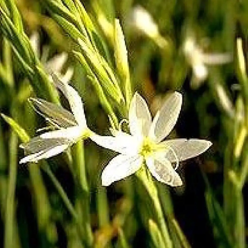 SCHIZOSTYLIS coccinea 'Alba'