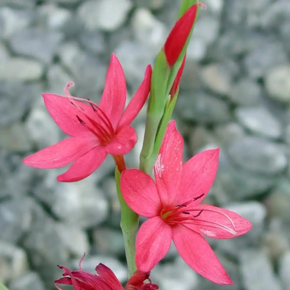 SCHIZOSTYLIS coccinea 'Major'