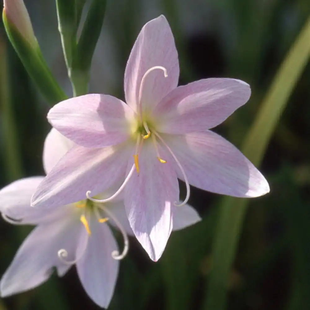 SCHIZOSTYLIS coccinea 'Mrs Hegarty'