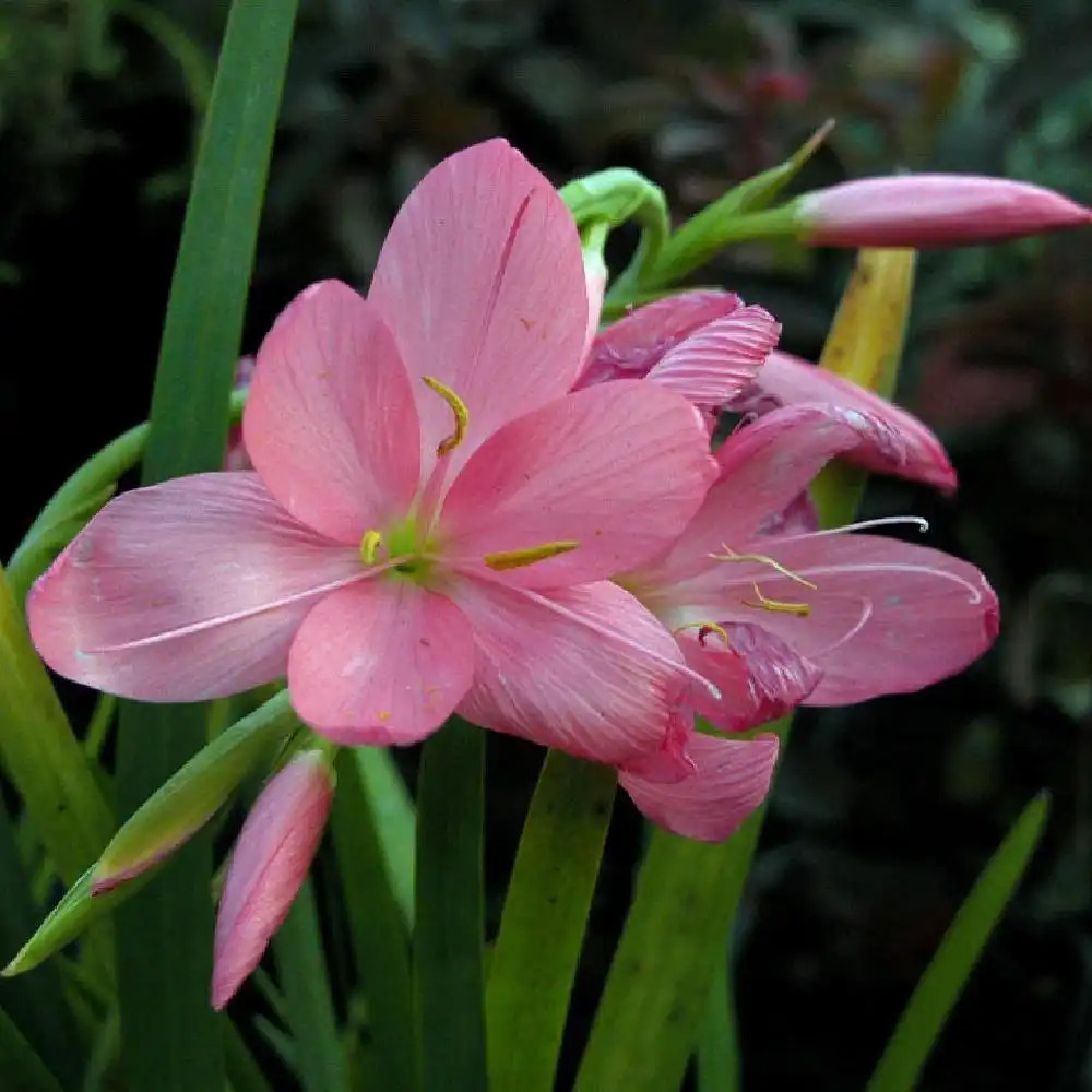 SCHIZOSTYLIS coccinea 'November Cheer'