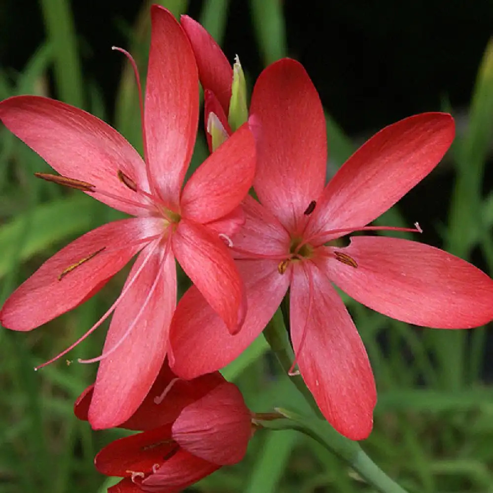 SCHIZOSTYLIS coccinea