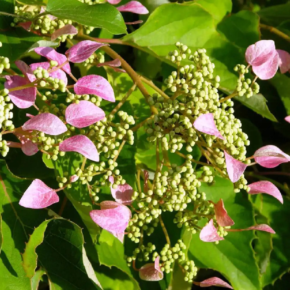 SCHIZOPHRAGMA hydrangeoides 'Rose Sensation'®