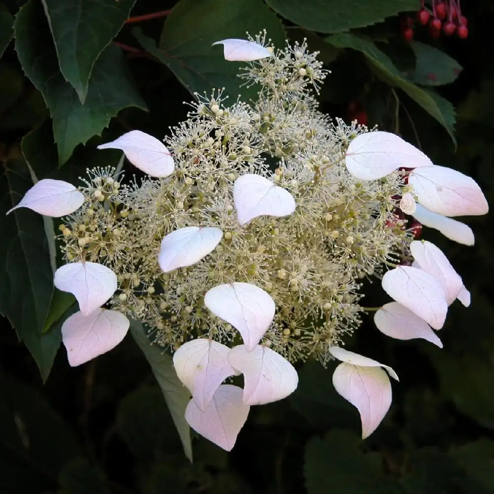 SCHIZOPHRAGMA hydrangeoides 'Roseum'