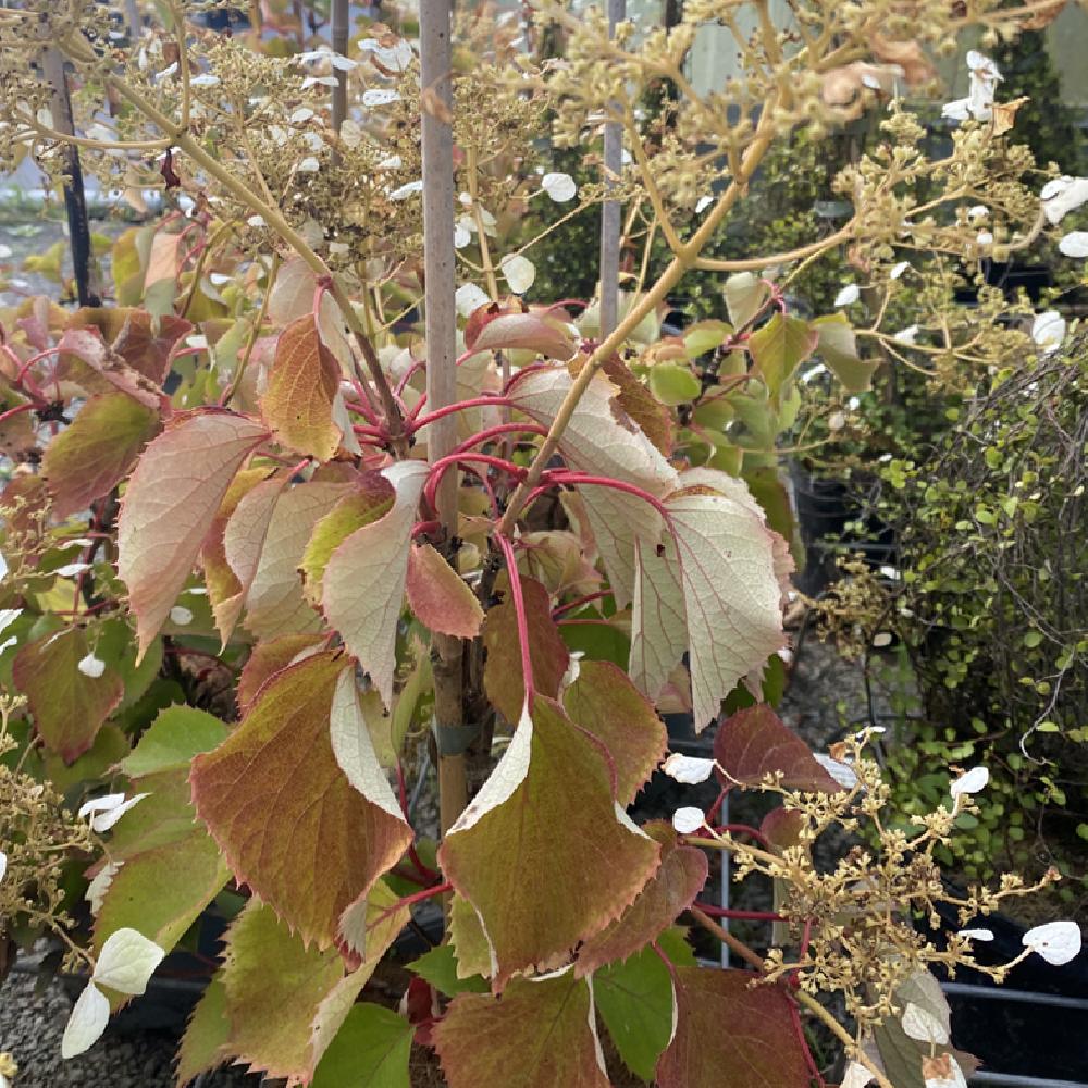 SCHIZOPHRAGMA hydrangeoides 'Snow Sensation'