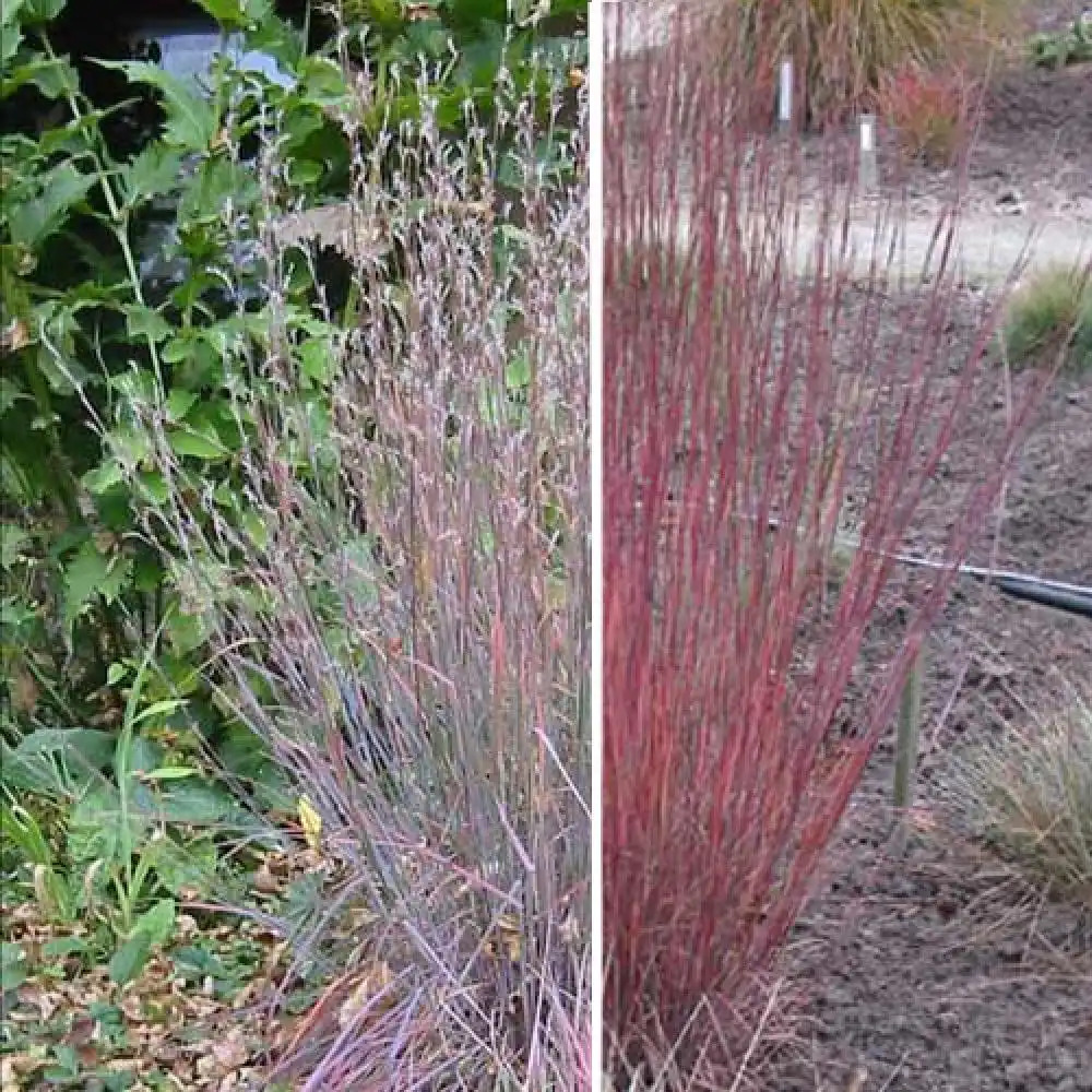 SCHIZACHYRIUM scoparium 'Blue Heaven'