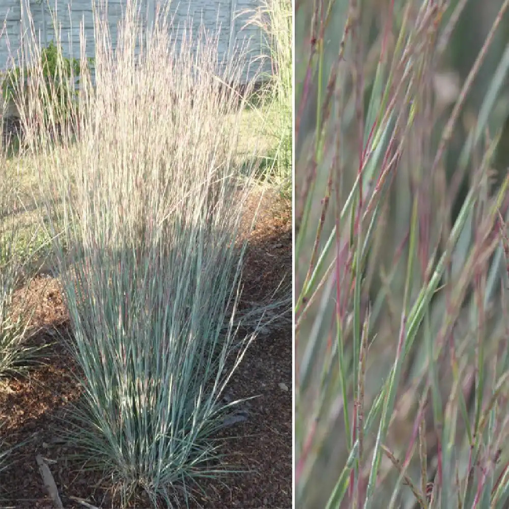 SCHIZACHYRIUM scoparium JS 'Red Frost'