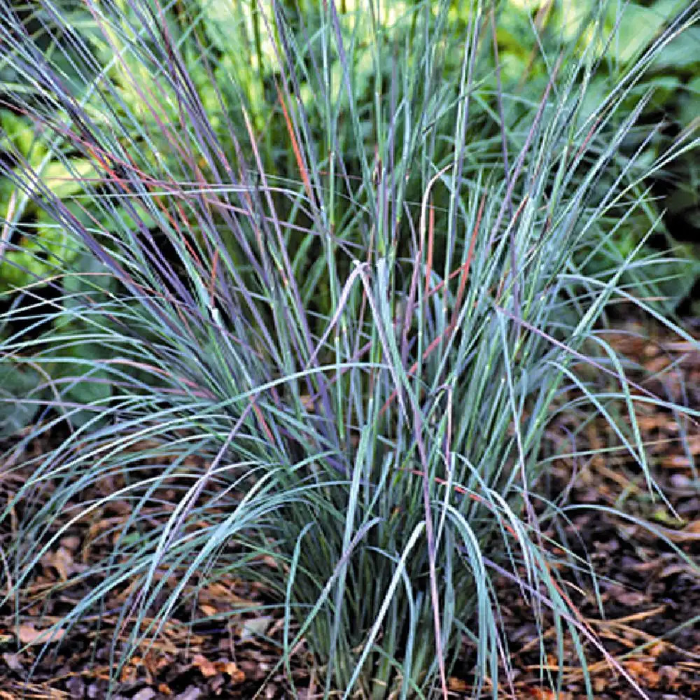 SCHIZACHYRIUM scoparium 'Prairies Blues'