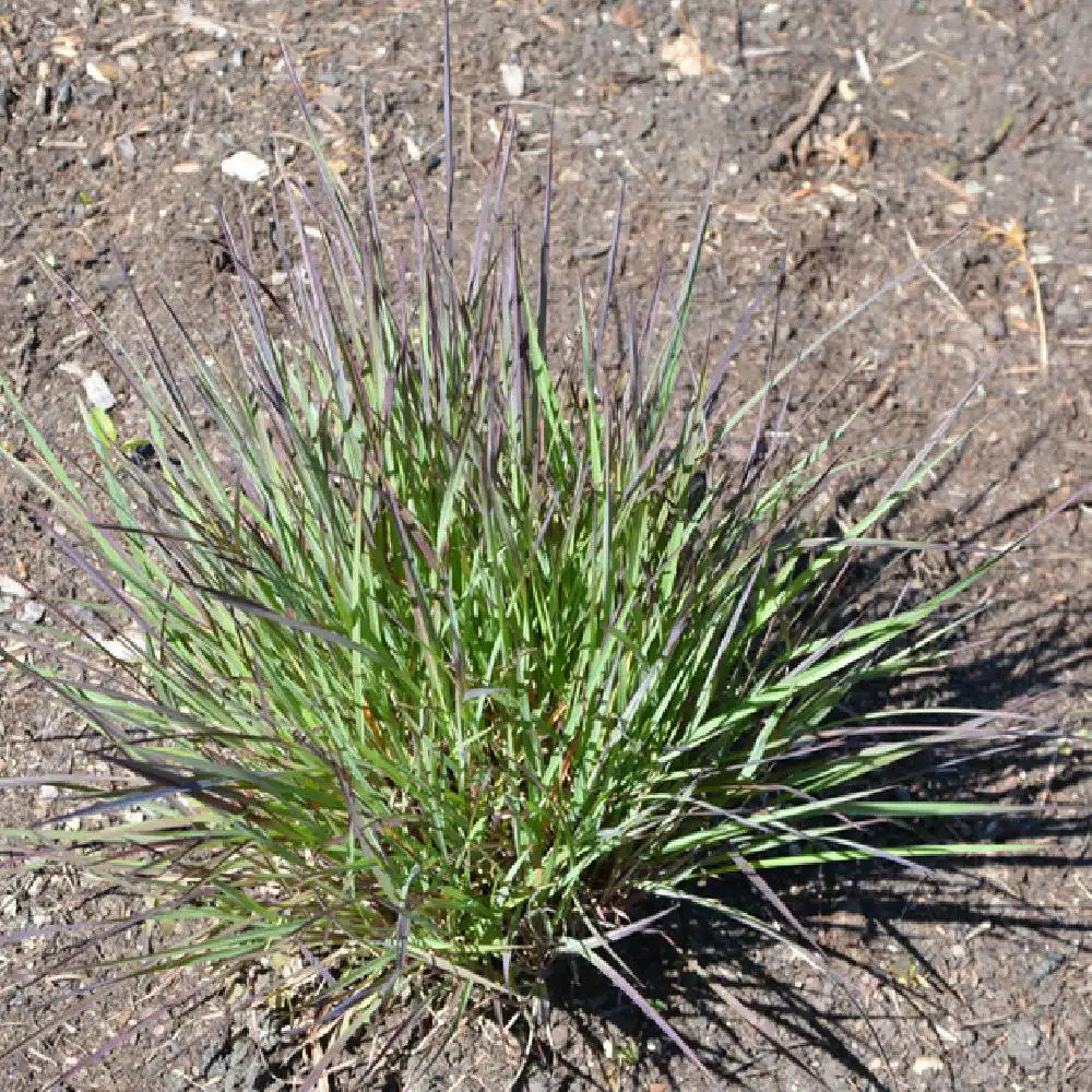 SCHIZACHYRIUM scoparium 'Smoke Signal'