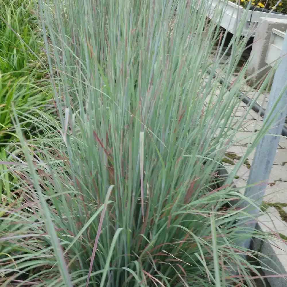 SCHIZACHYRIUM scoparium 'Standing Ovation'