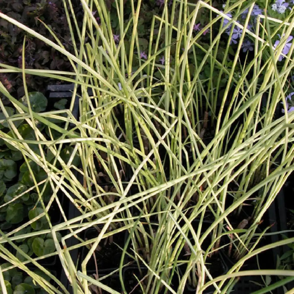 SCHOENOPLECTUS lacustris 'Albescens' (Scirpus lac.