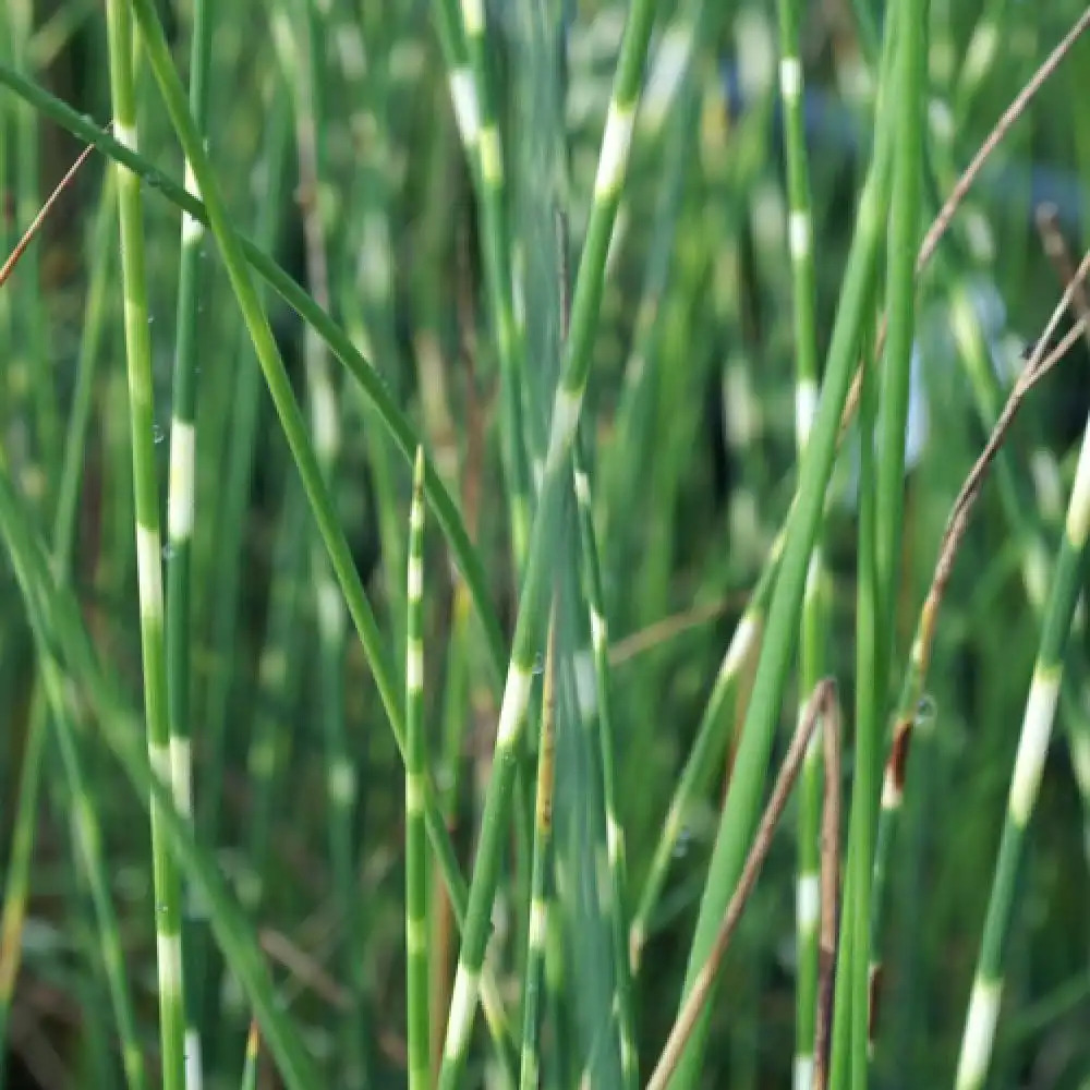 SCHOENOPLECTUS tabernaemontani 'Zebrinus' (Scirpus