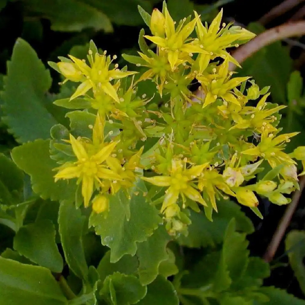 SEDUM aizoon