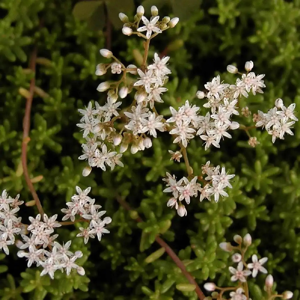 SEDUM album 'Coral Carpet'