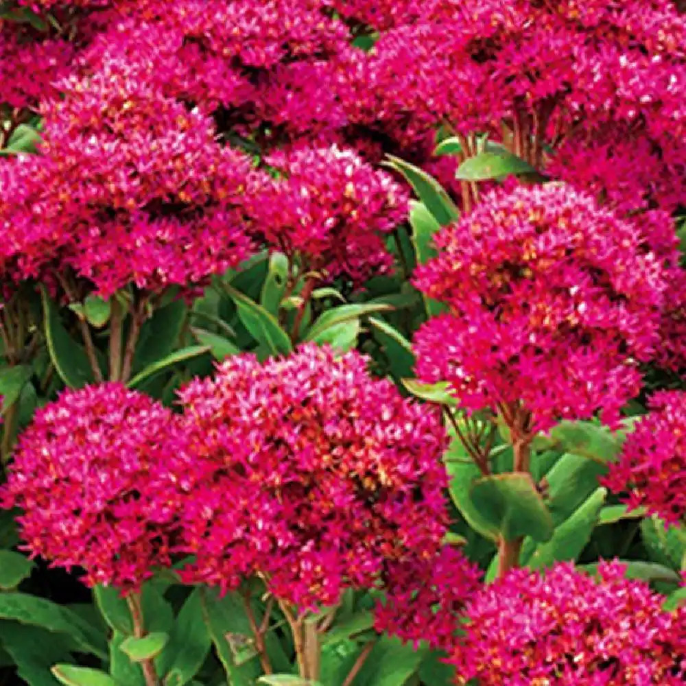 SEDUM 'Class Act'