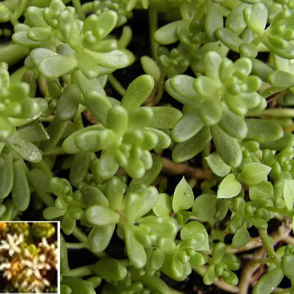 SEDUM divergens