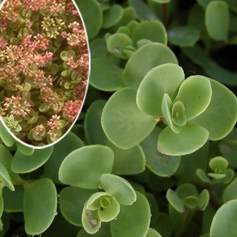 SEDUM ewersii