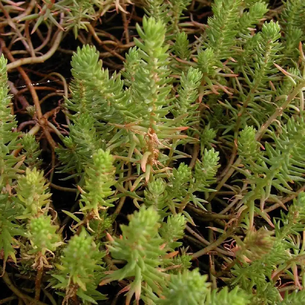 SEDUM foersterianum ssp. elegans.' image 2