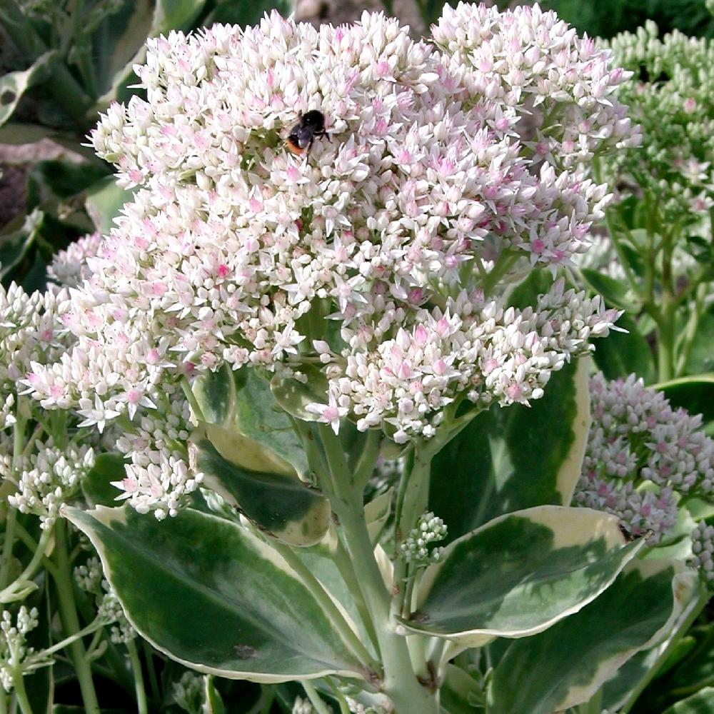 SEDUM 'Frosty Morn'