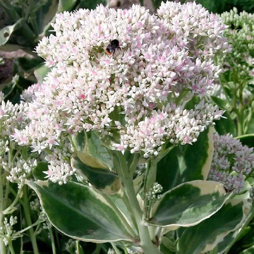 SEDUM 'Frosty Morn'