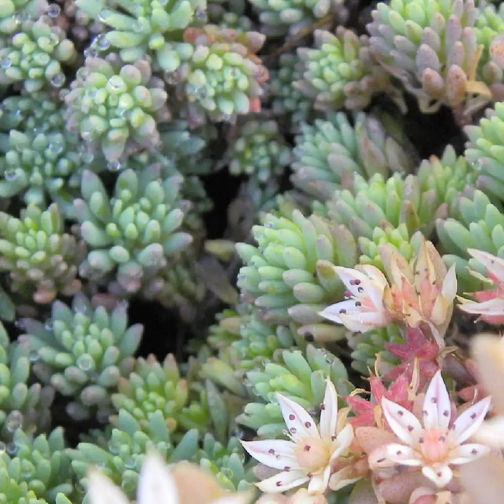 SEDUM hispanicum (S. lydium 'Glaucum')