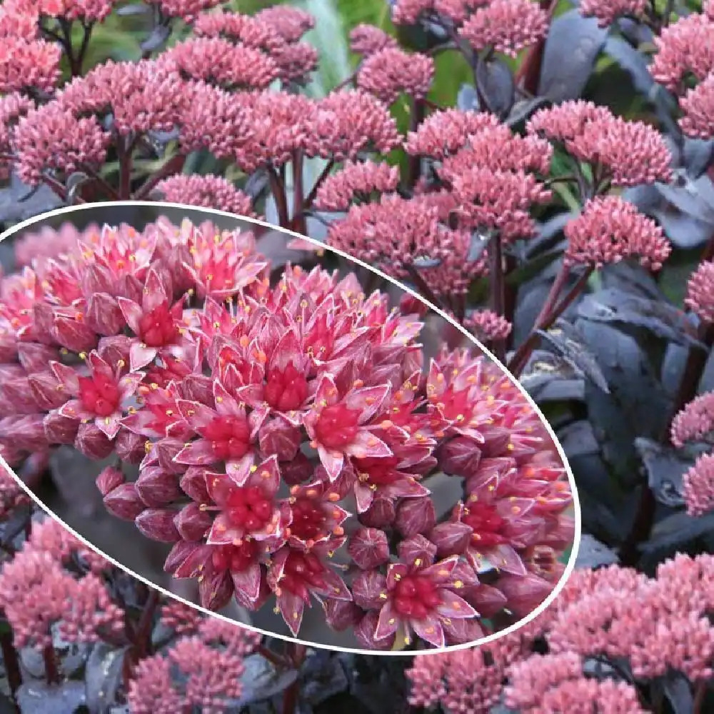 SEDUM 'José Aubergine'