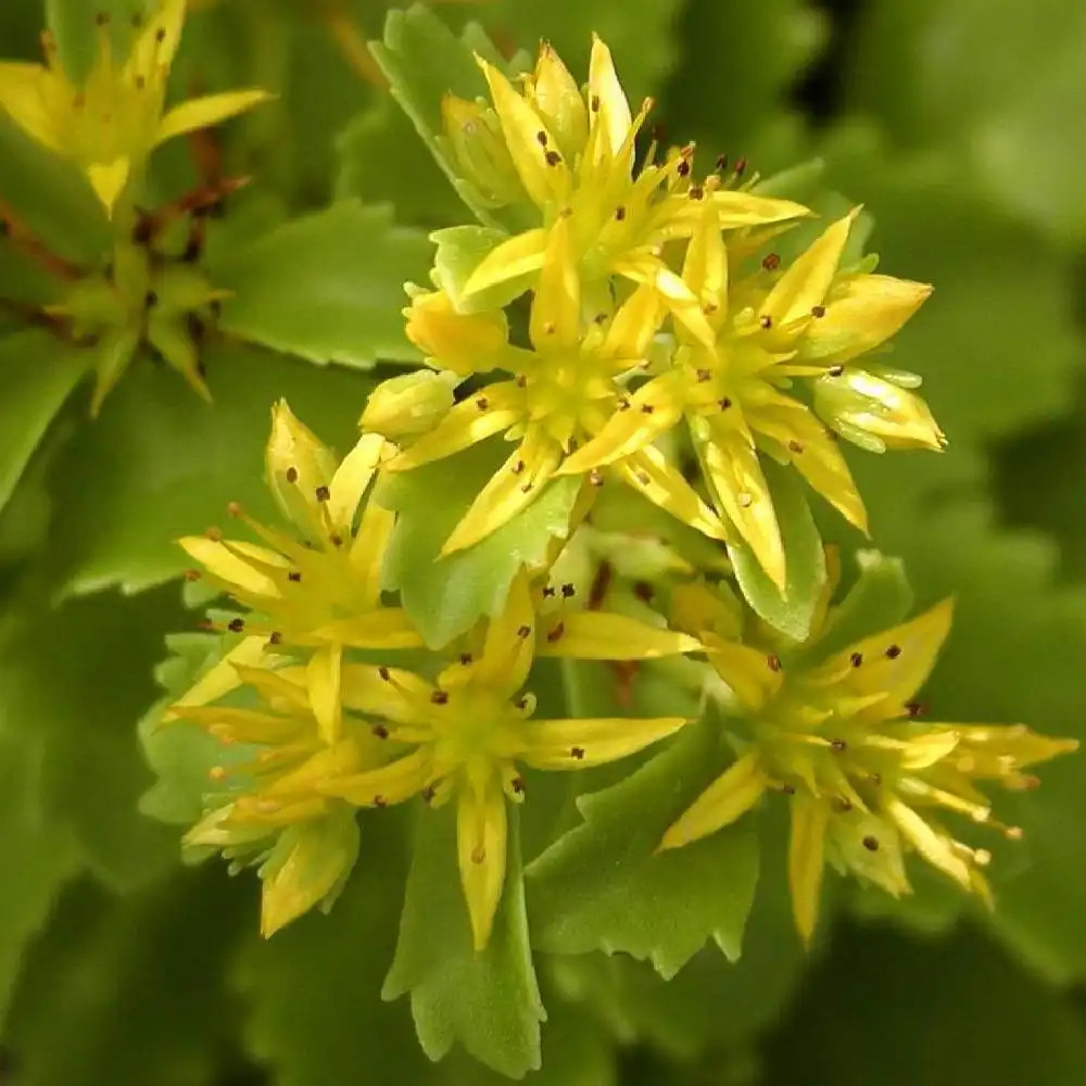 SEDUM kamtschaticum var. ellacombeanum