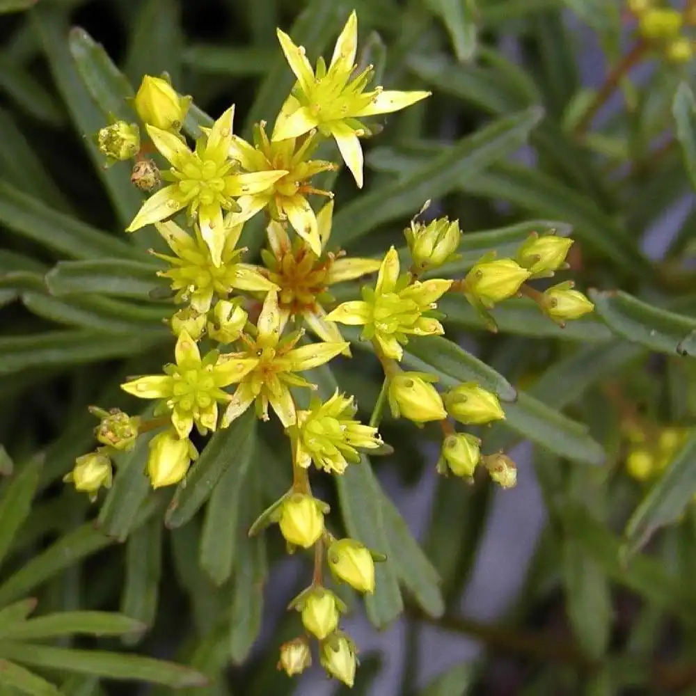 SEDUM kamtshaticum var.middendorffianum