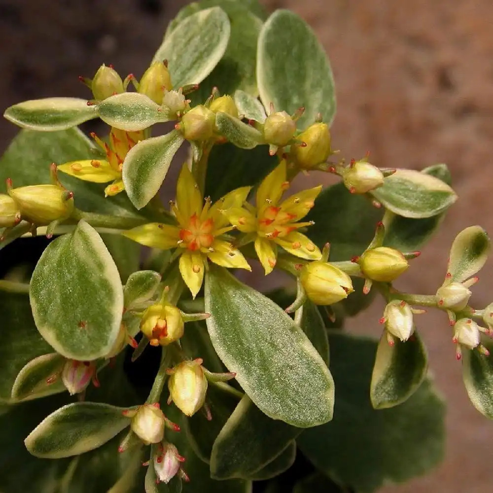 SEDUM kamtschaticum 'Variegatum'