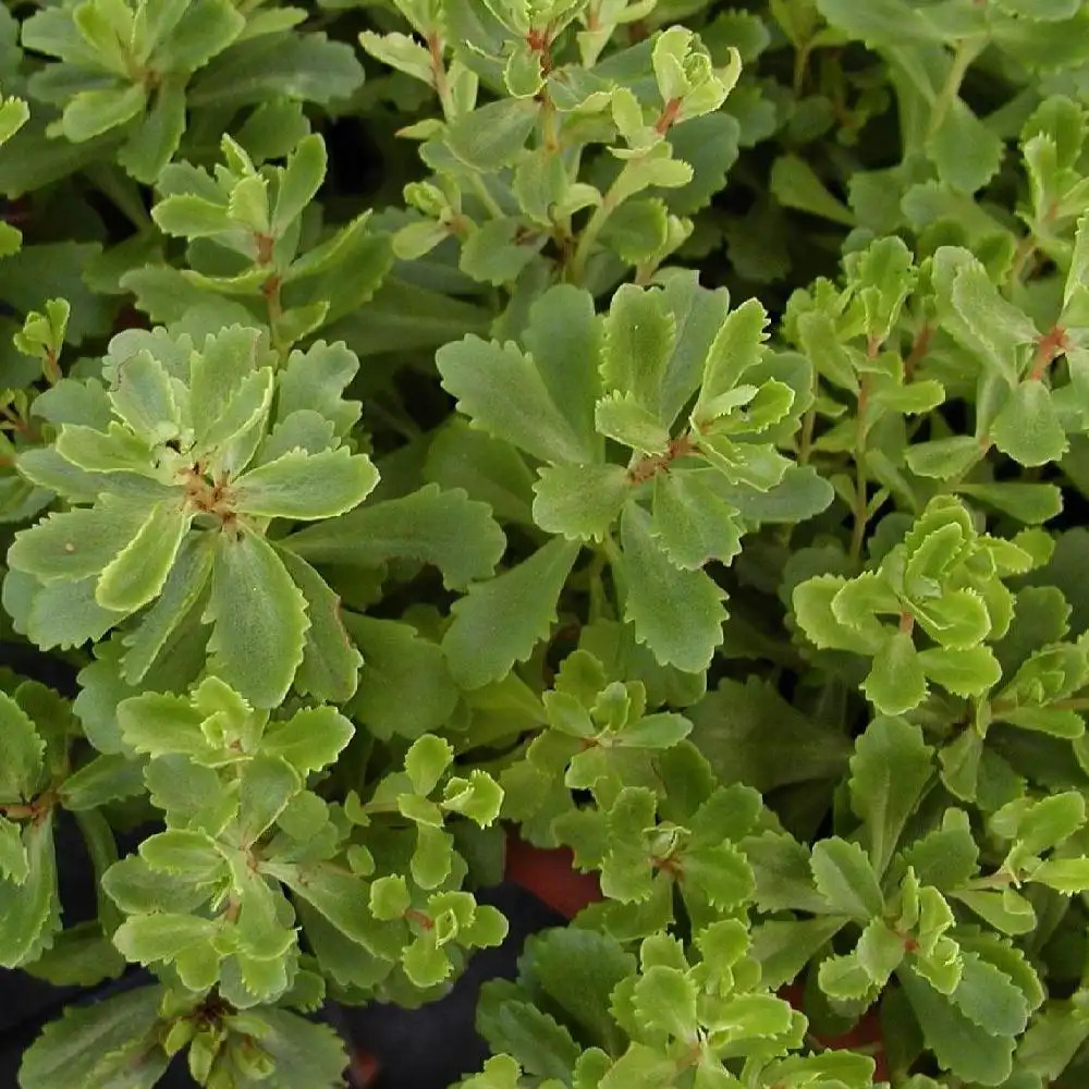 SEDUM kurilense