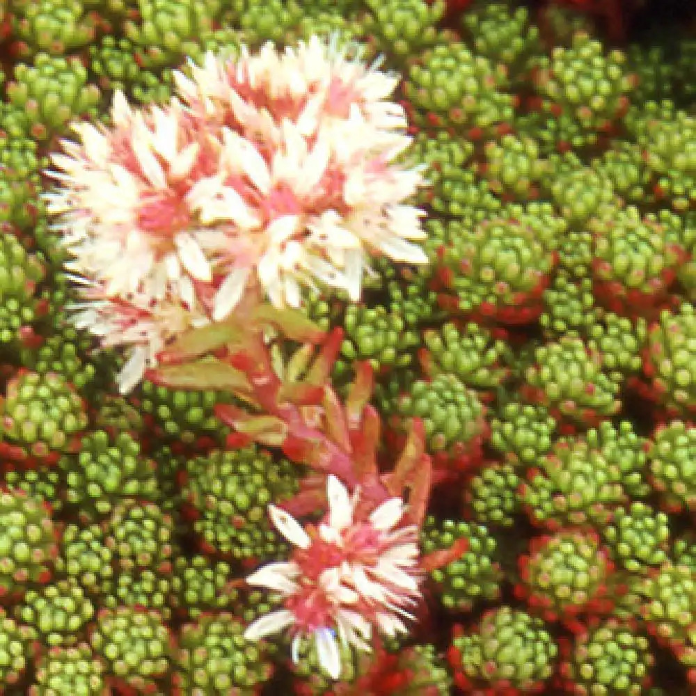 SEDUM lydium