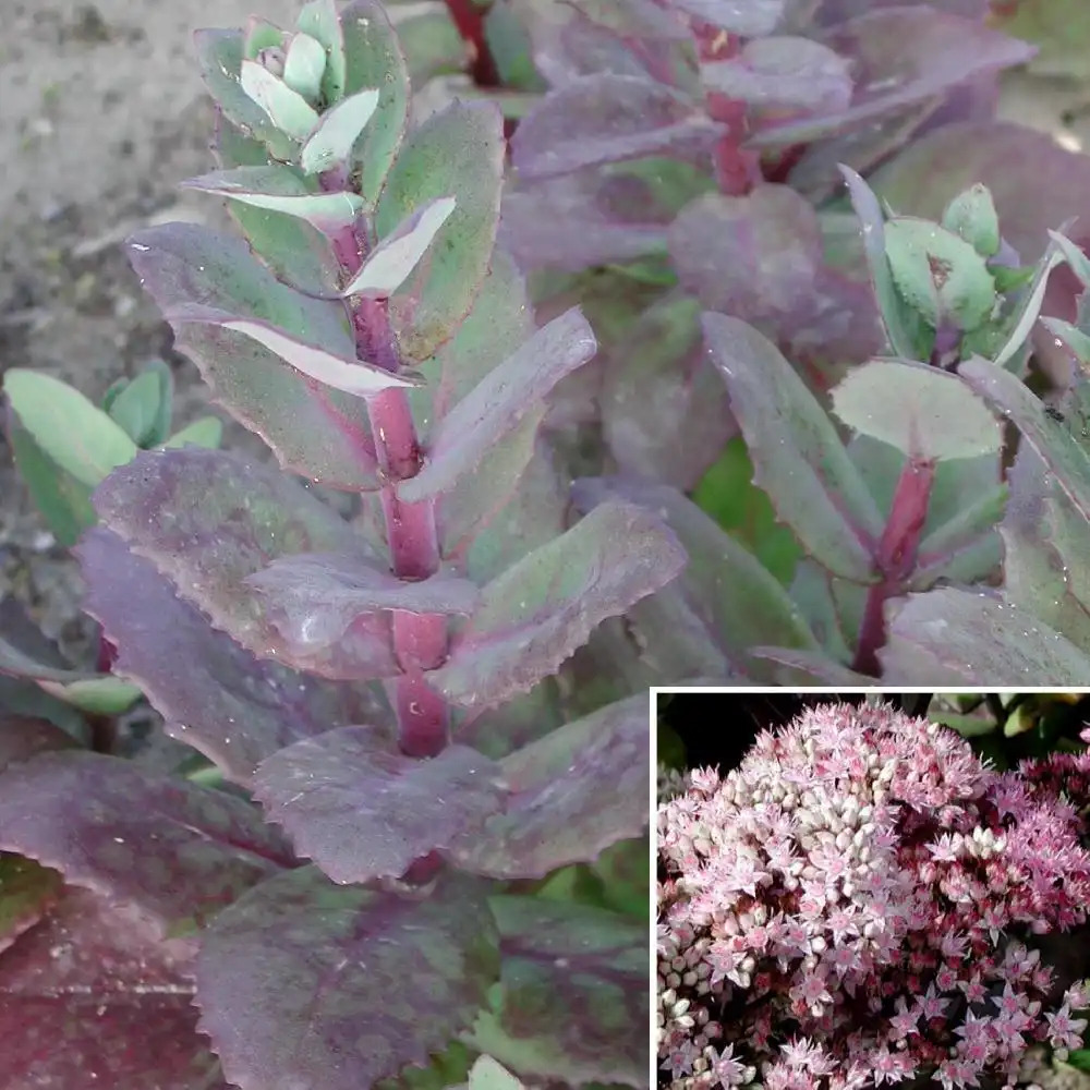 SEDUM 'Matrona'