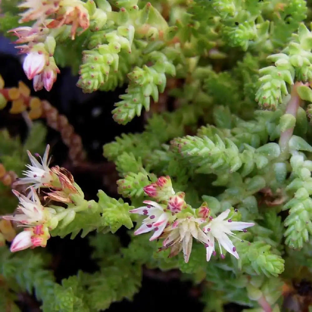 SEDUM moranense