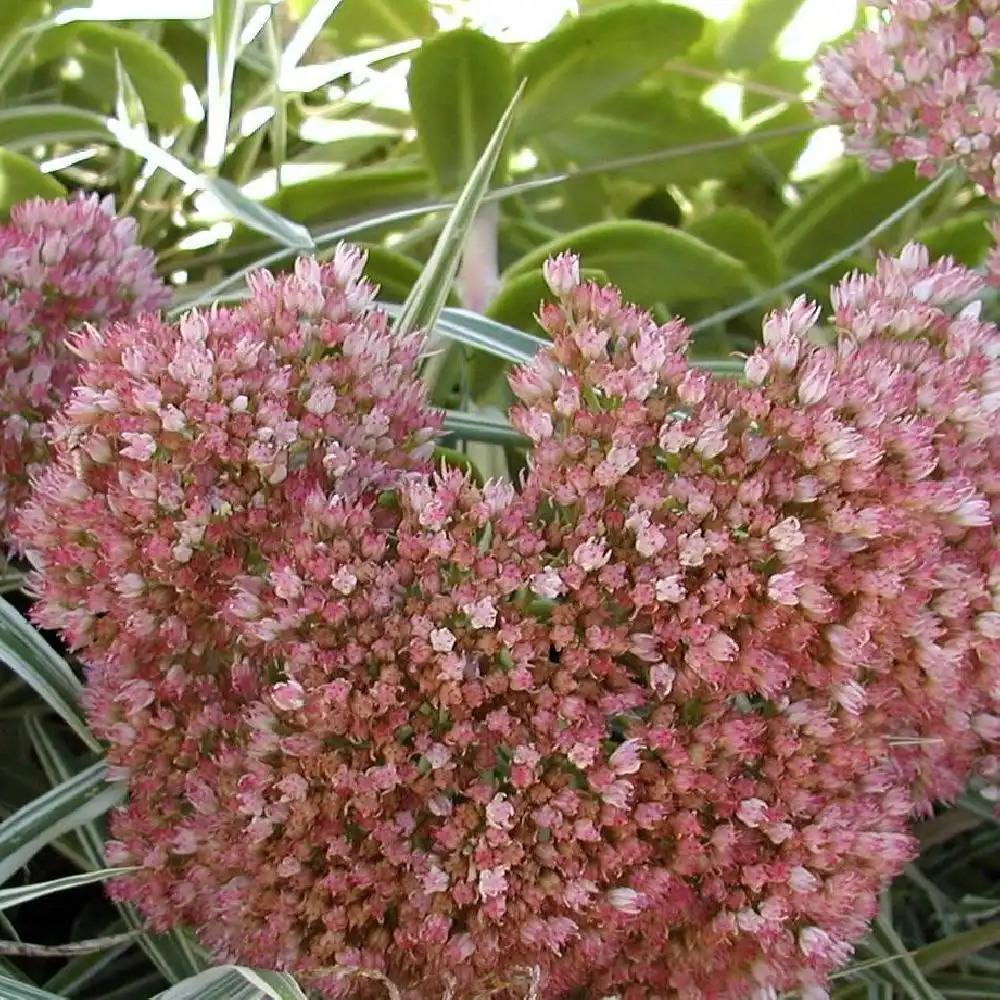 SEDUM 'Mörchen'