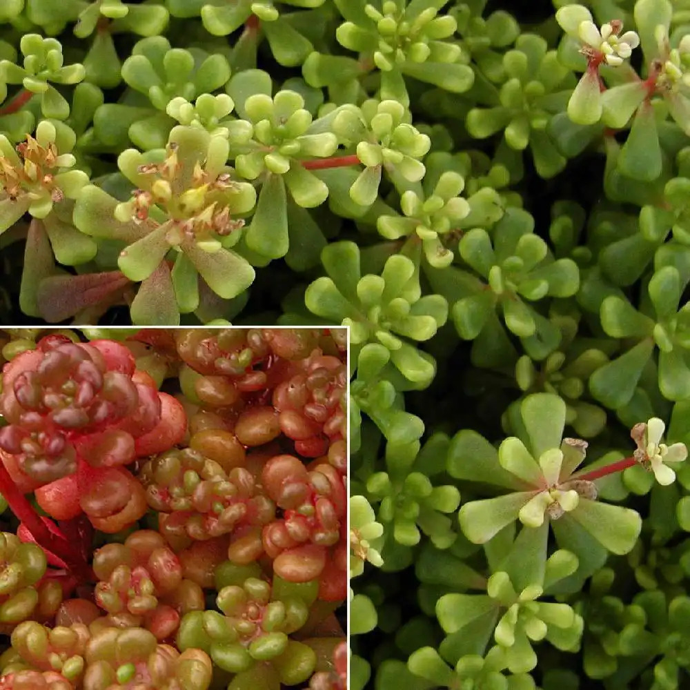 SEDUM oreganum