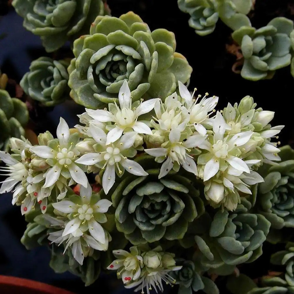 SEDUM pachyclados