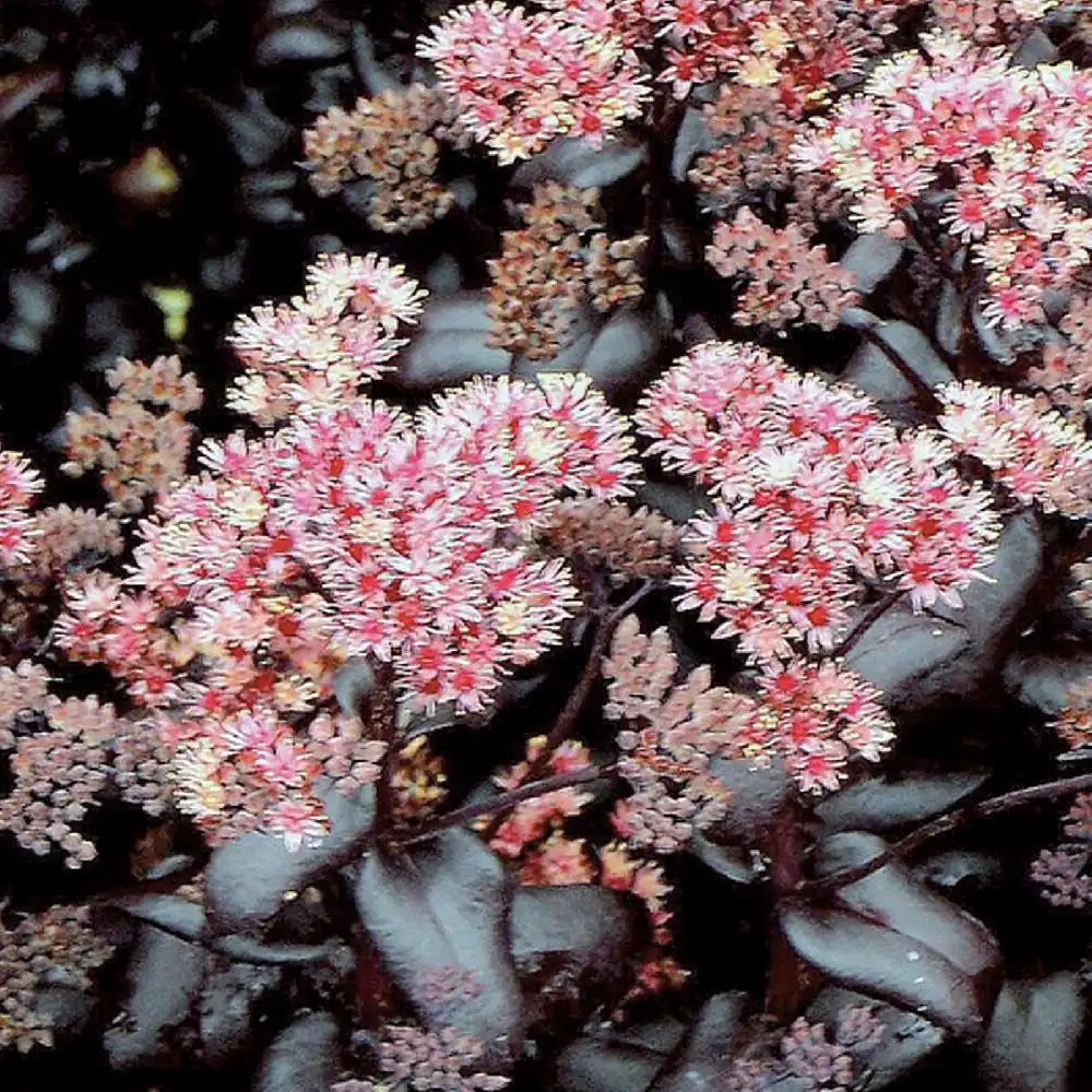 SEDUM 'Postmans Pride'