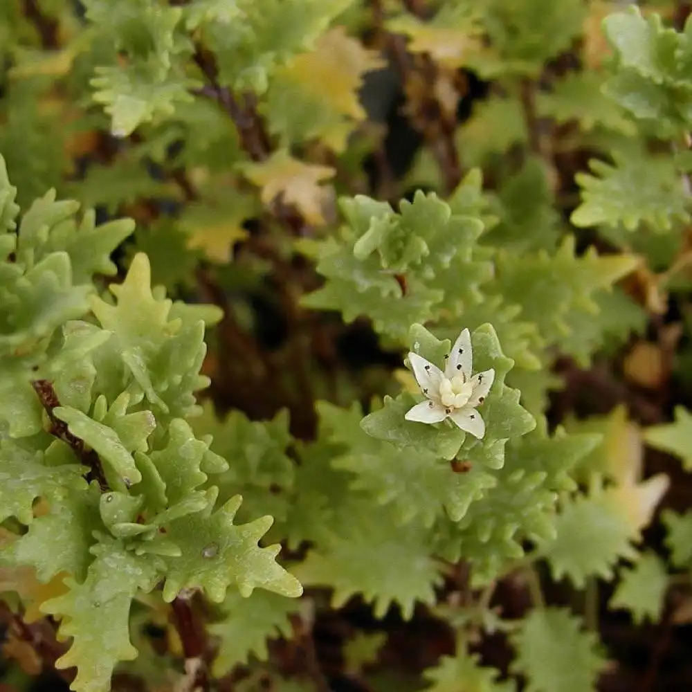 SEDUM populifolium