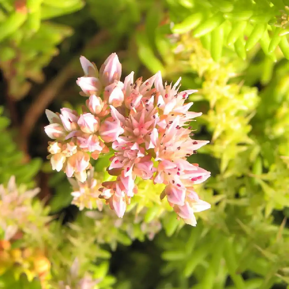 SEDUM pulchellum