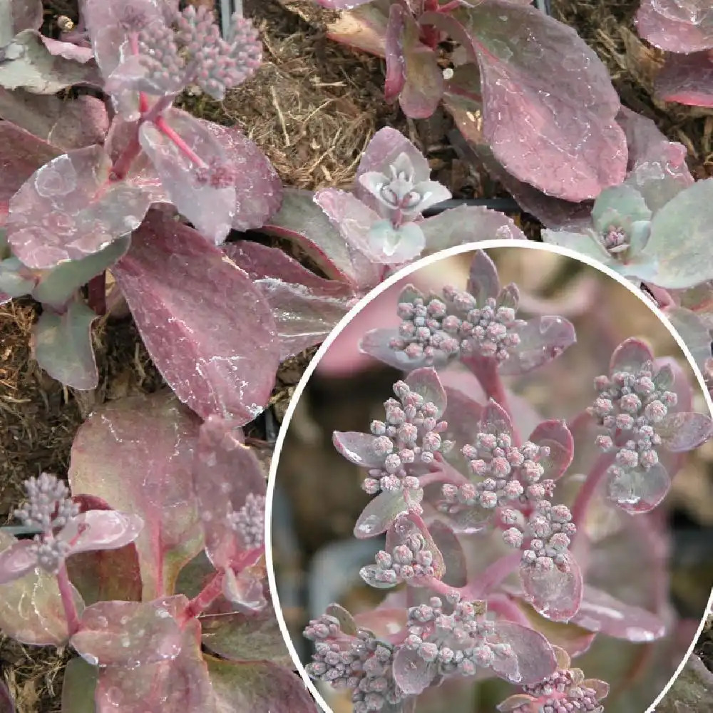 SEDUM 'Raspberry Truffle'