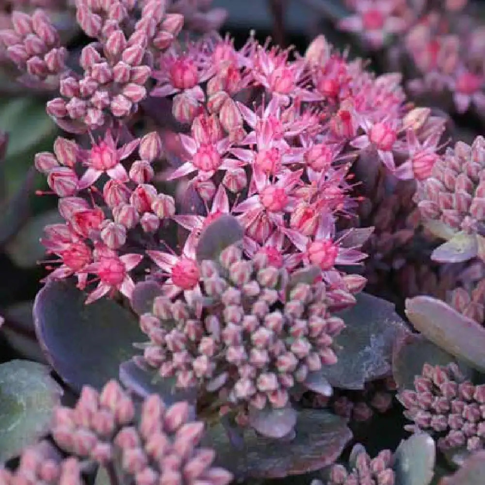 SEDUM 'Red Canyon'