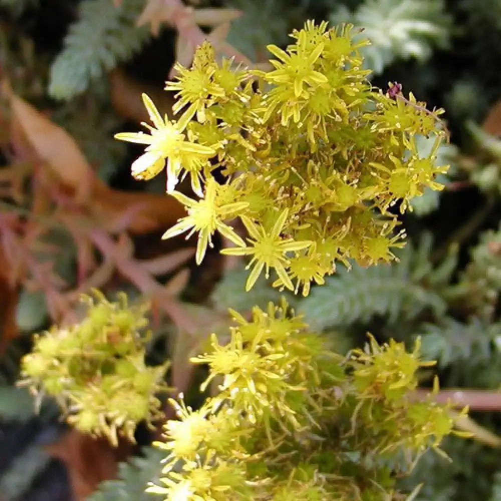 SEDUM reflexum 'Glaucum'