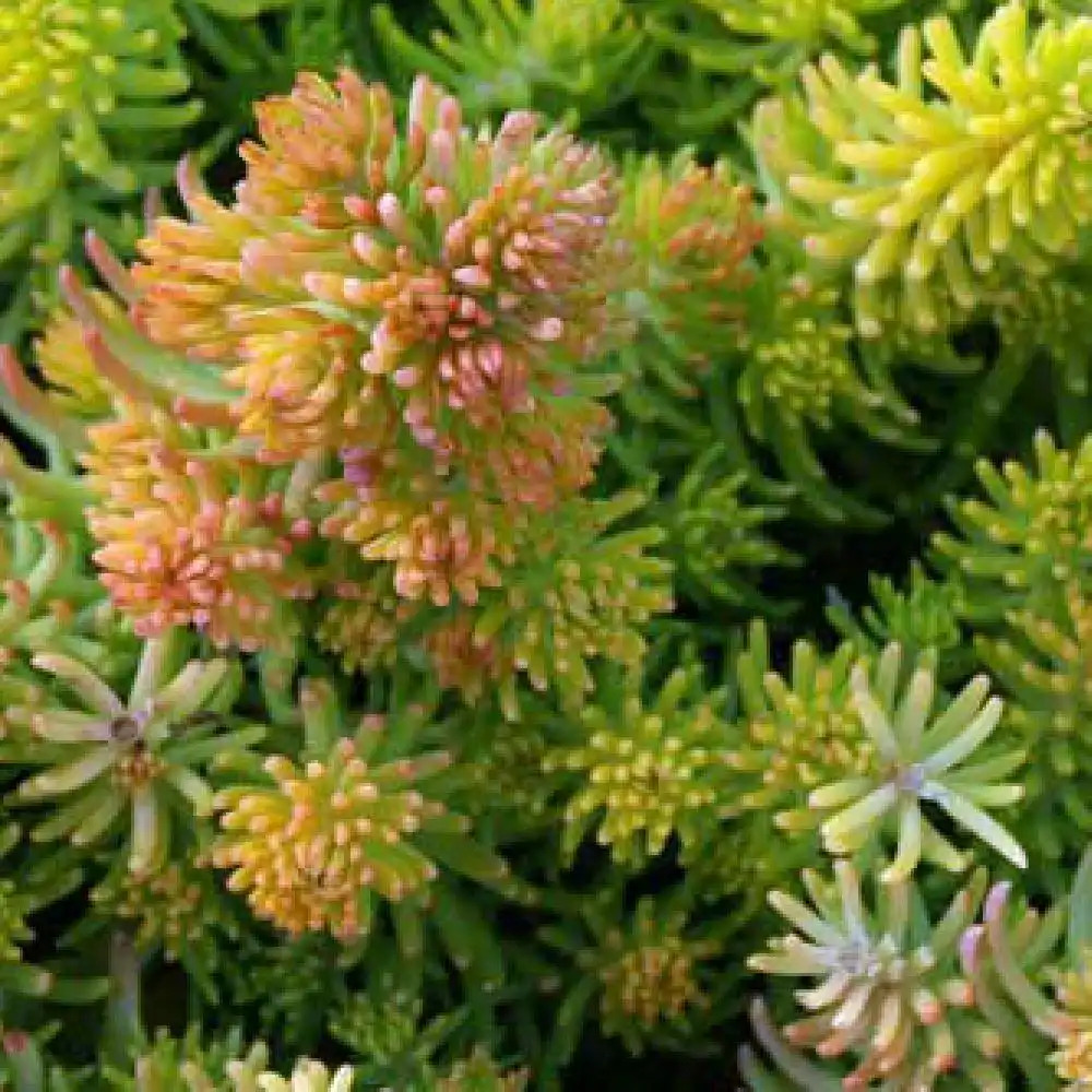 SEDUM reflexum 'Yellow Cushion'