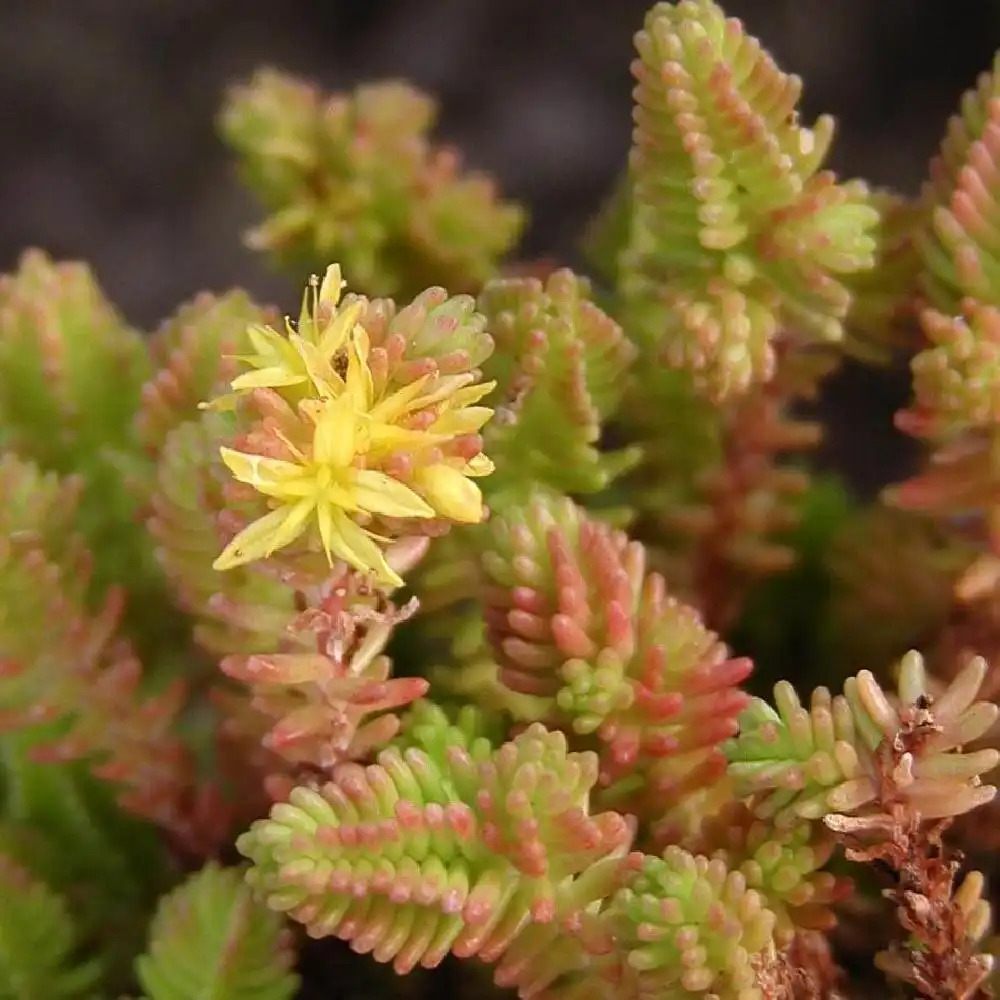 SEDUM sexangulare