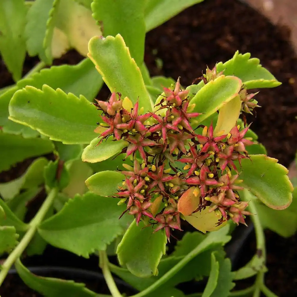 SEDUM selskianum