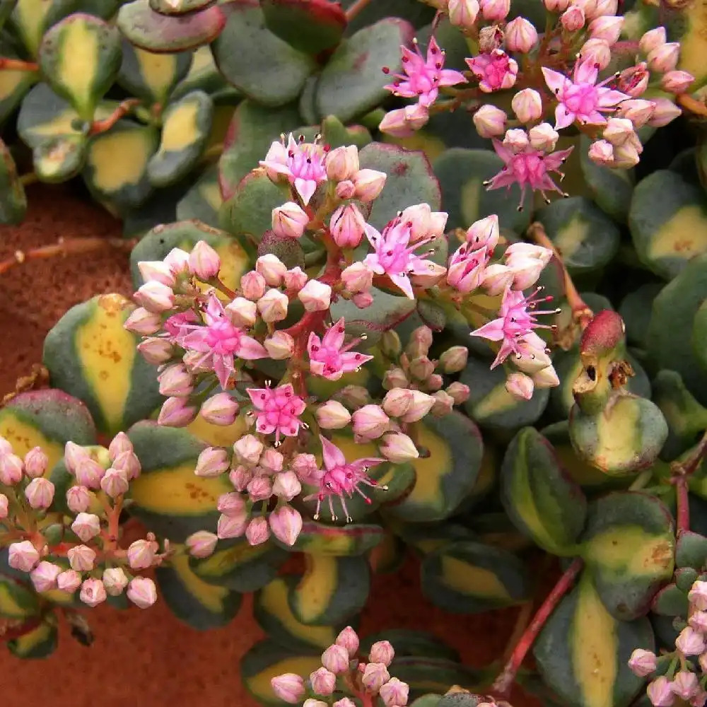 SEDUM sieboldii 'Mediovariegatum' ('Variegatum')