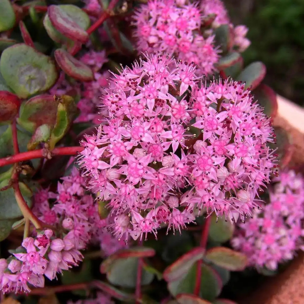 SEDUM sieboldii